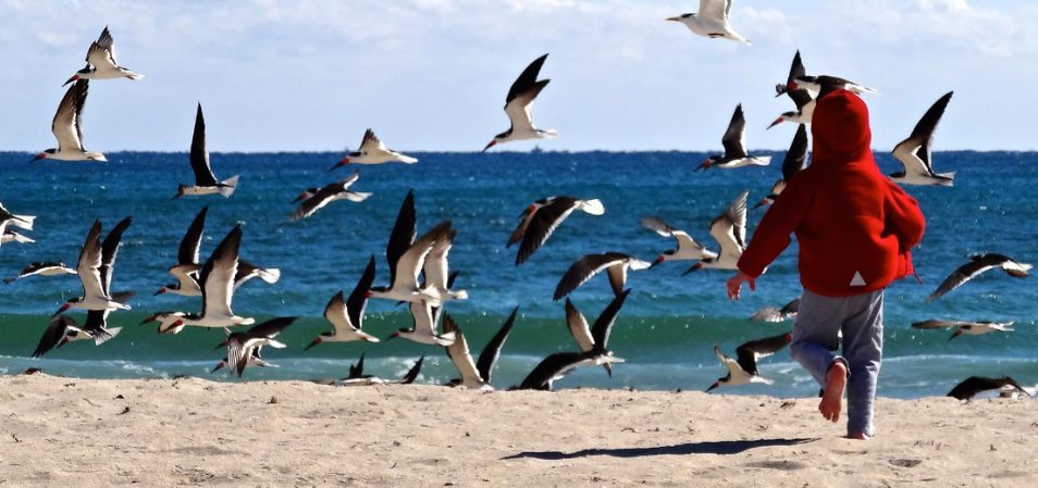A boy wearing a red jacket chases after a flock of seagulls on the beach during a stay at Club Wyndham Sea Gardens in Pompano Beach, Florida